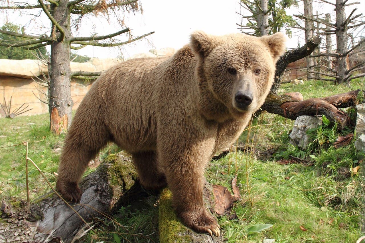Deosai Brown Bear