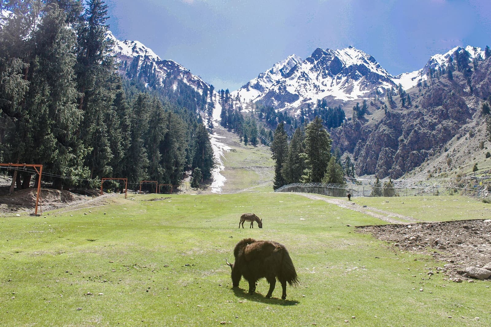 Naltar Yaks